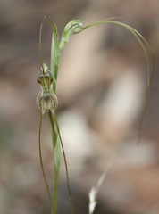 Pterostylis woollsii