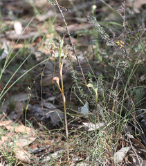 Pterostylis woollsii