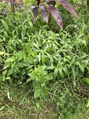 Sphagneticola calendulacea