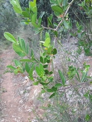 Rhoicissus tridentata