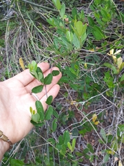 Rhoicissus tridentata