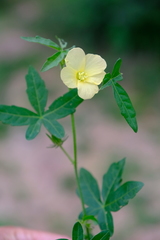 Hibiscus palmatus