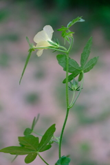 Hibiscus palmatus