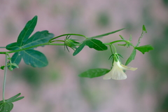 Hibiscus palmatus