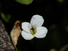 Cardamine corymbosa