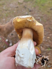 Boletus barrowsii