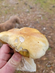 Boletus barrowsii