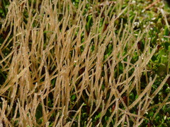 Coprosma perpusilla perpusilla