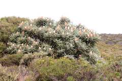 Banksia prionotes