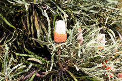 Banksia prionotes