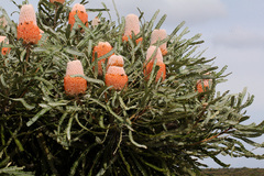 Banksia prionotes
