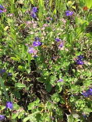 Scutellaria drummondii