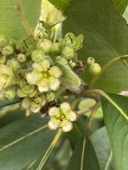 Lophostemon grandiflorus