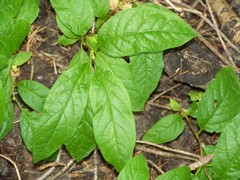 Lonicera involucrata