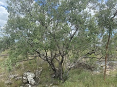 Lophostemon grandiflorus