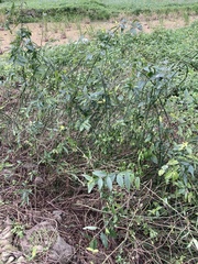 Clinacanthus nutans