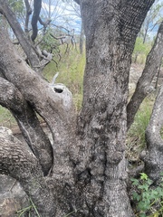 Lophostemon grandiflorus