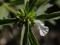Leucas lavandulifolia