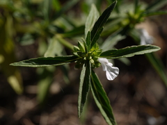 Leucas lavandulifolia