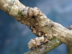 Brachyolus punctatus