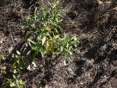 Leucas lavandulifolia