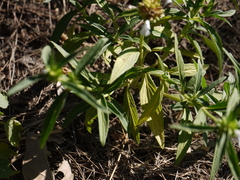 Leucas lavandulifolia