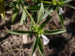 Leucas lavandulifolia