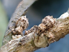 Brachyolus punctatus