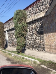 Juniperus scopulorum