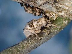 Brachyolus punctatus