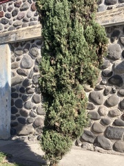 Juniperus scopulorum