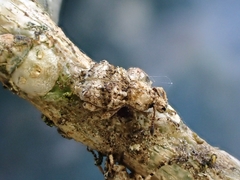 Brachyolus punctatus