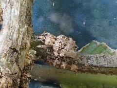 Brachyolus punctatus
