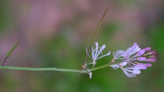 Cleome macrophylla