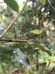 Candovia granulosa