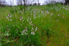 Cleome macrophylla