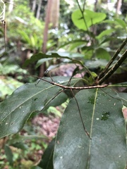 Candovia granulosa