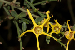 Anthocercis littorea