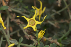 Anthocercis littorea