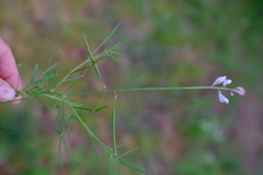 Cleome macrophylla