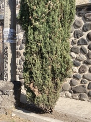 Juniperus scopulorum