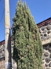 Juniperus scopulorum