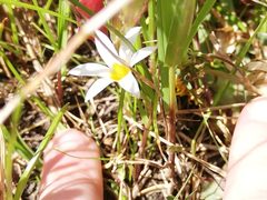 Romulea tabularis