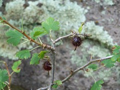 Ribes pinetorum