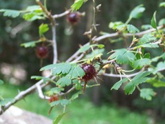 Ribes pinetorum