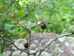 Ribes pinetorum