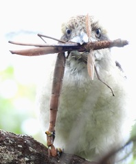 Acrophylla enceladus