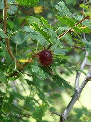 Ribes pinetorum