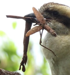 Acrophylla enceladus