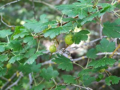 Ribes pinetorum